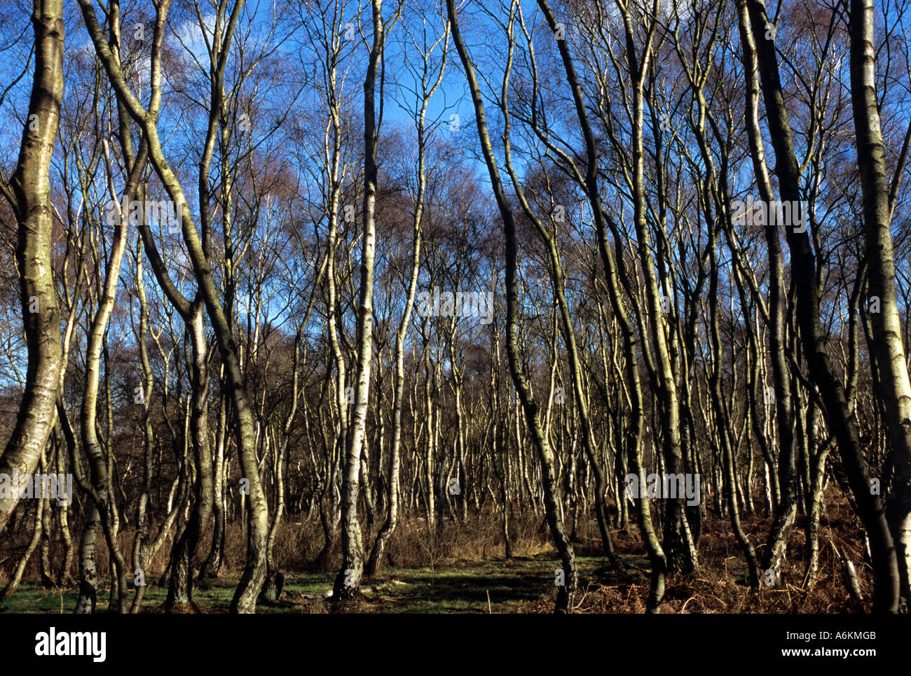 Nastro di betulle Foresta di Sherwood nottinghamshire. Foto Stock