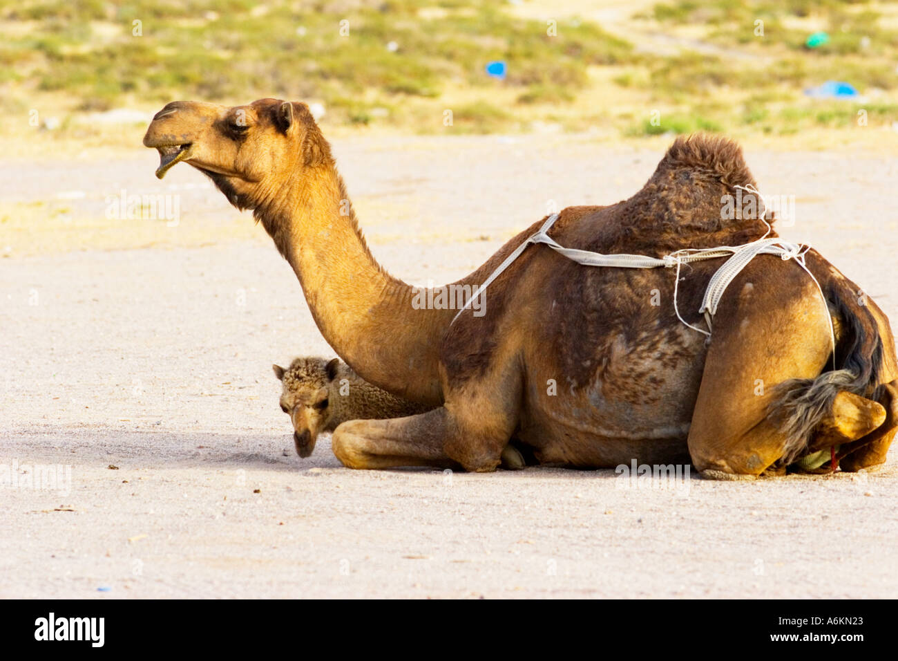 Subdolo Camel Foto Stock