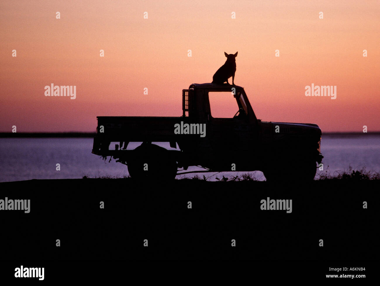 Cane sul tetto di un camion al tramonto, Australia Foto Stock