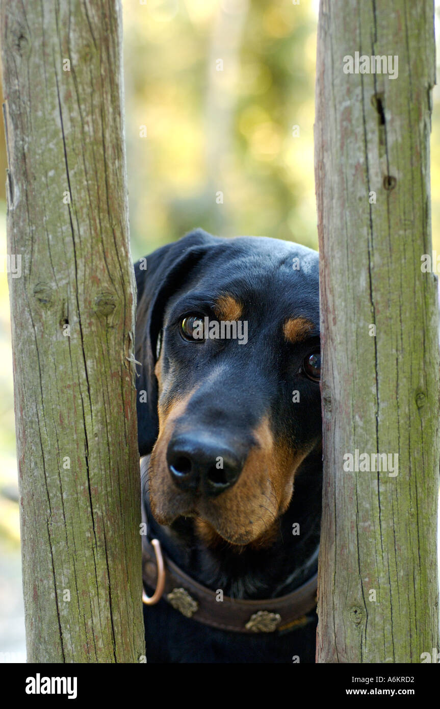Brandel Bracke cane da caccia hound guardando attraverso la recinzione di legno garden Foto Stock