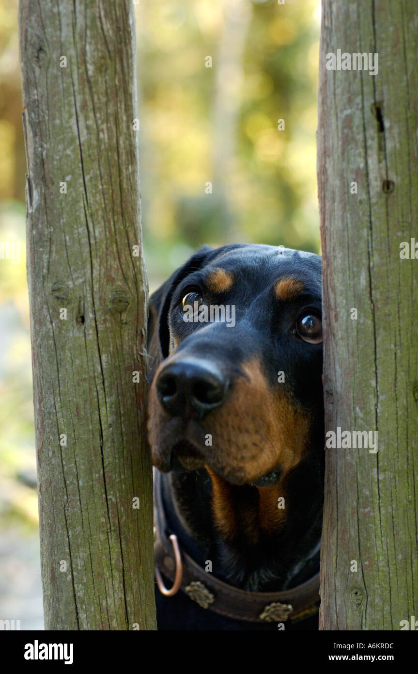 Brandel Bracke cane da caccia hound guardando attraverso la recinzione di legno garden Foto Stock