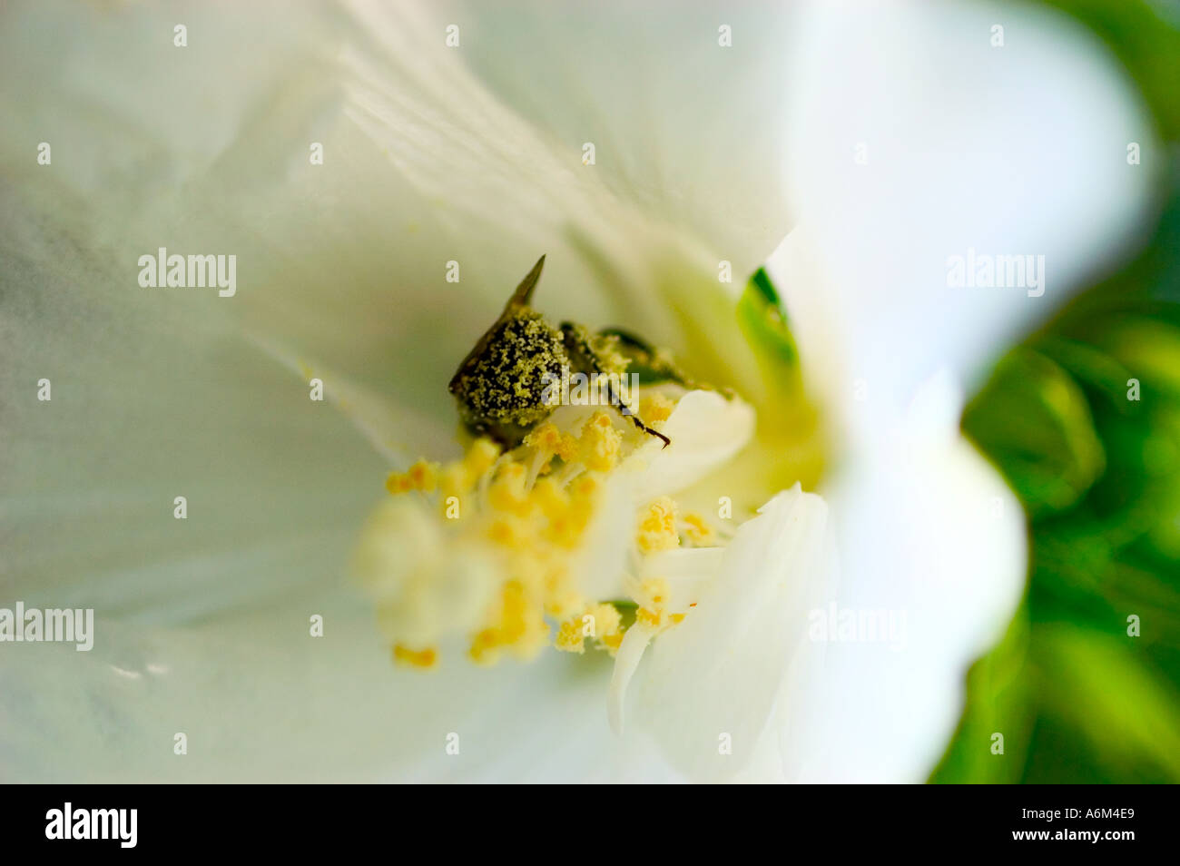 Rosa di Sharon Hibiscus syriacus Diana con bumblebee Foto Stock