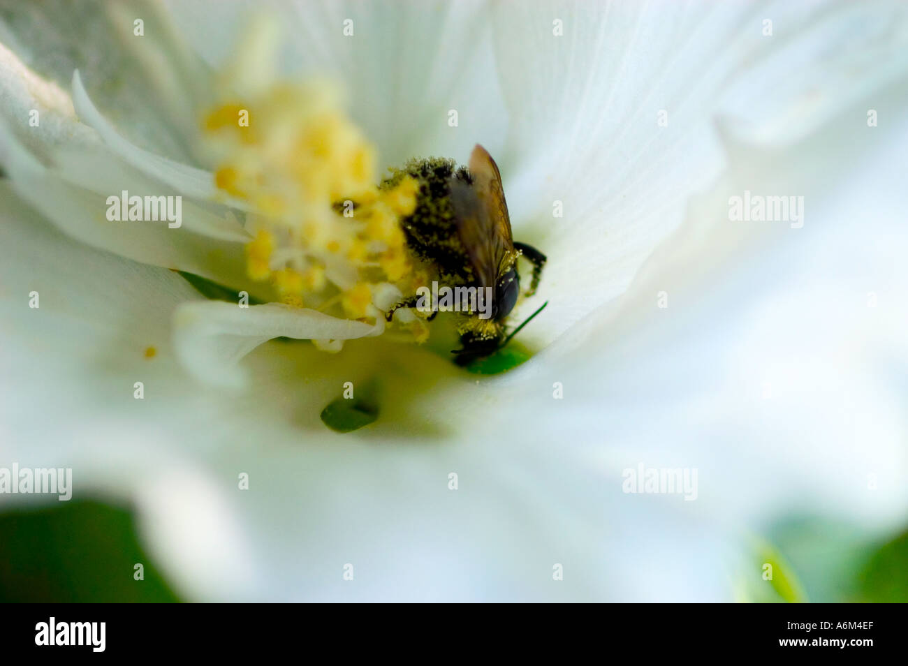 Rosa di Sharon Hibiscus syriacus Diana con bumblebee Foto Stock