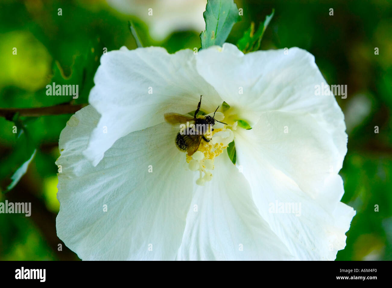 Rosa di Sharon Hibiscus syriacus Diana con bumblebee Foto Stock