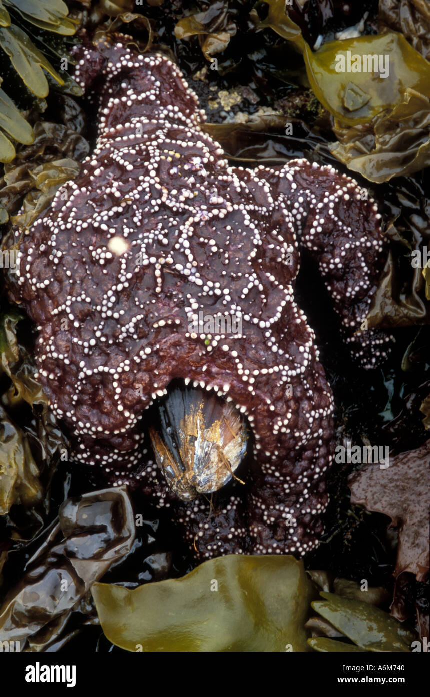 Ocra SEASTAR (Pisaster sp.) mangiando le cozze Olympic Coast Washington STATI UNITI D'AMERICA Foto Stock