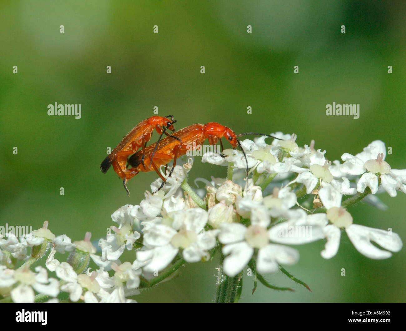 Scarabei del soldato Foto Stock