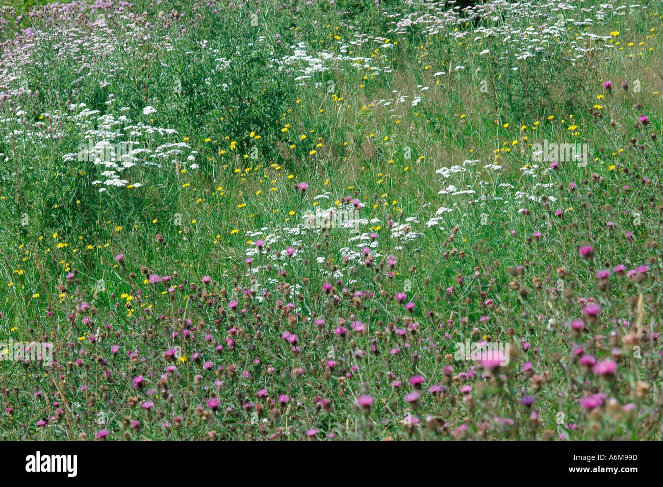 Fiorito di prato inglese foto & immagine stock: 2148764 alamy Prato fiorito in inglese