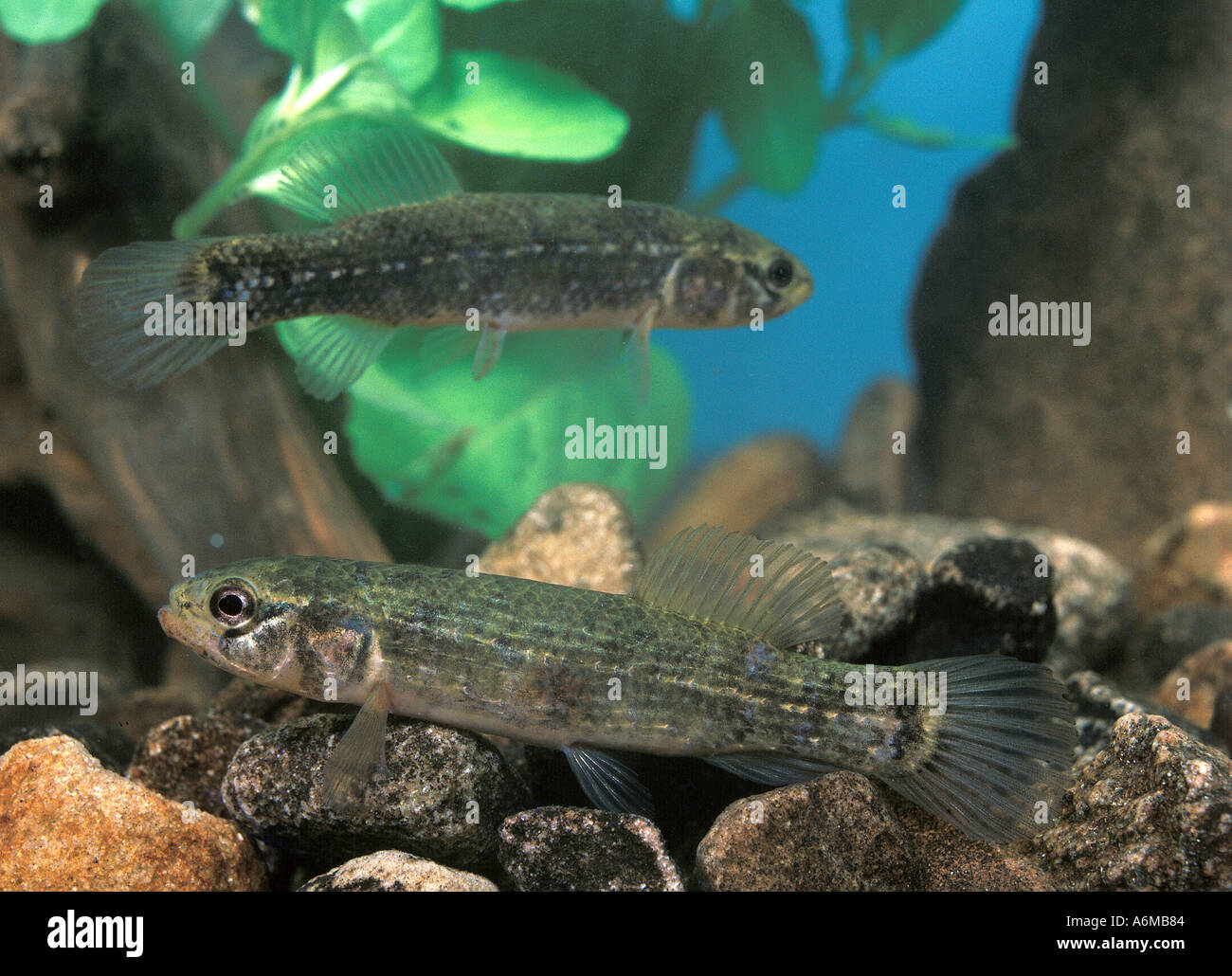 MARINE MINNOW FANGO Foto Stock