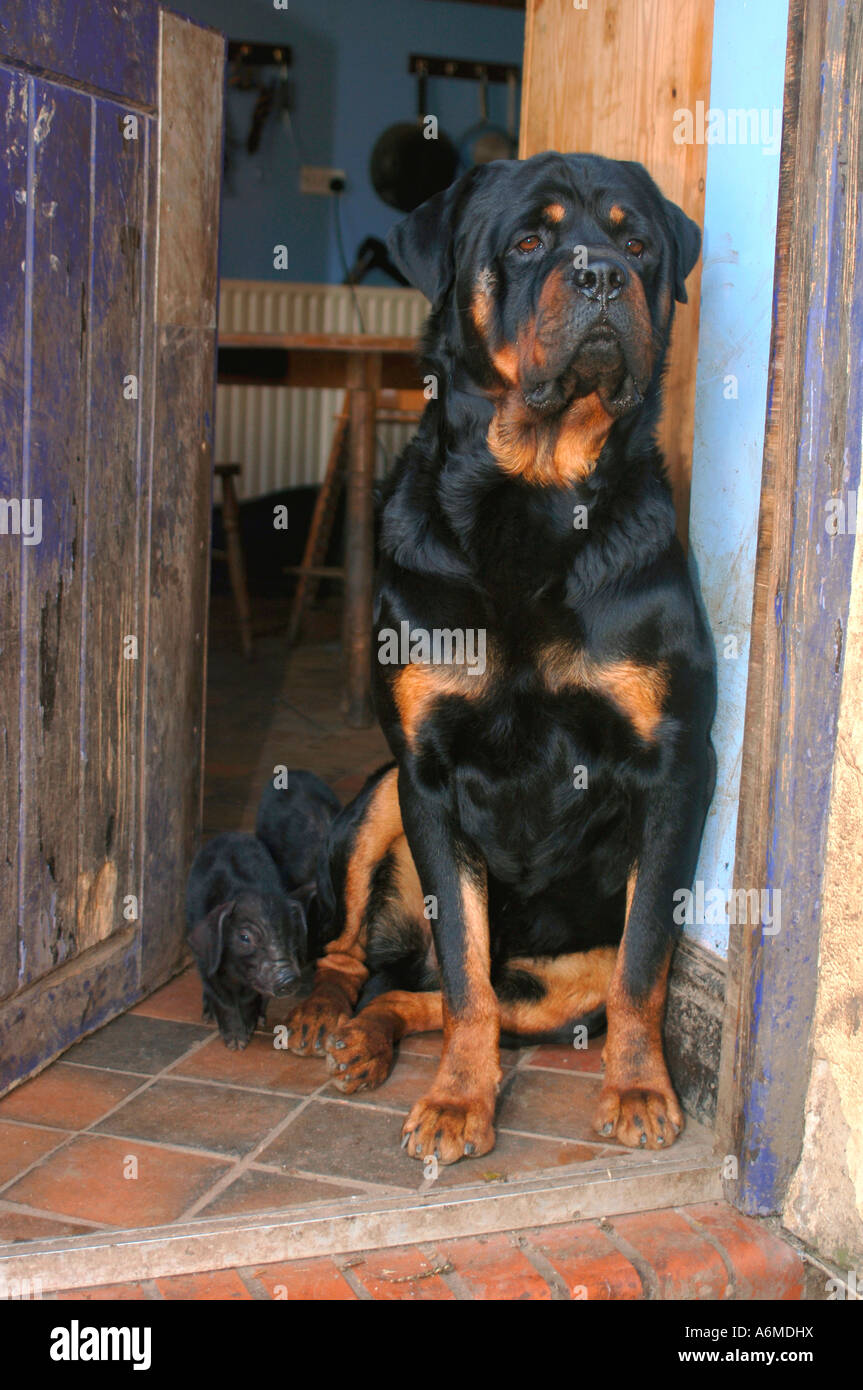 Ritratto di un cane Rottweiler Foto Stock