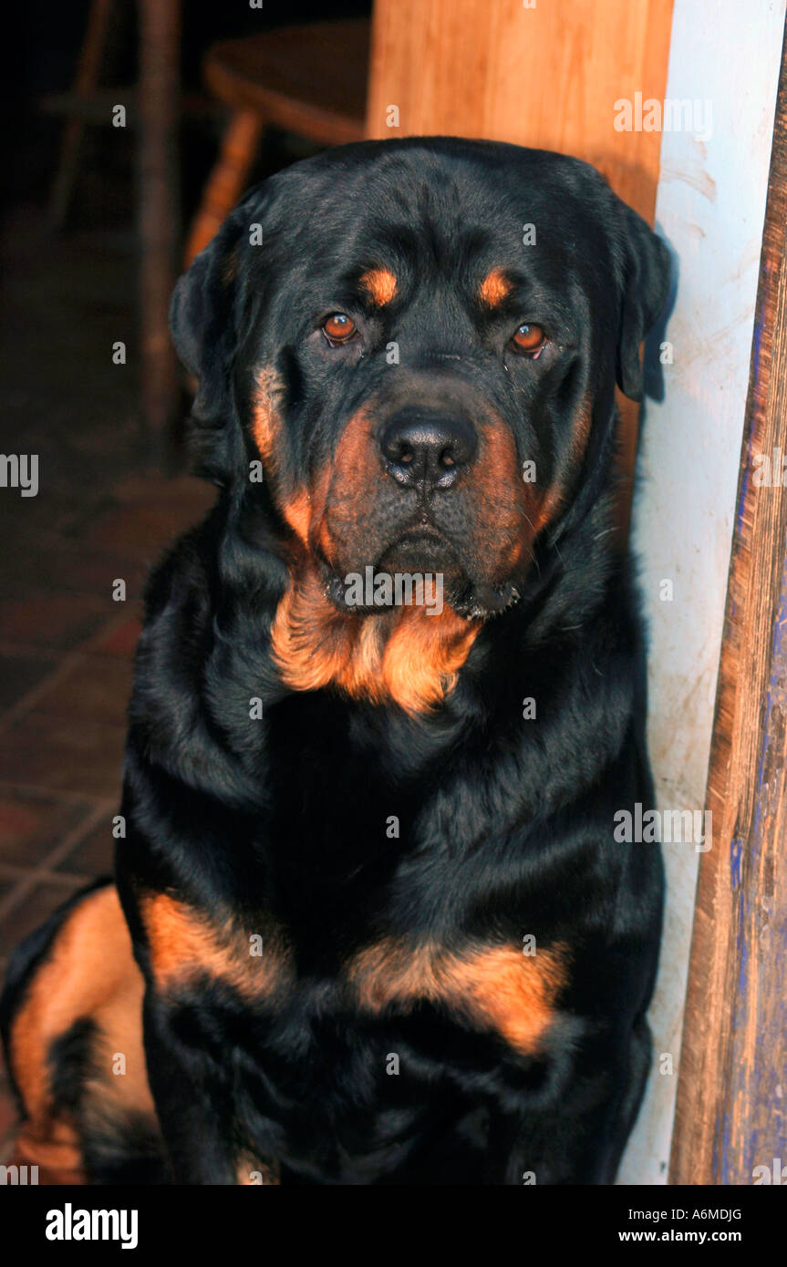 Ritratto di un cane Rottweiler Foto Stock