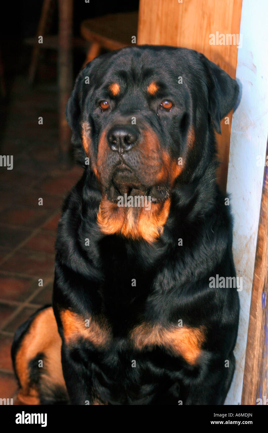 Ritratto di un cane Rottweiler Foto Stock