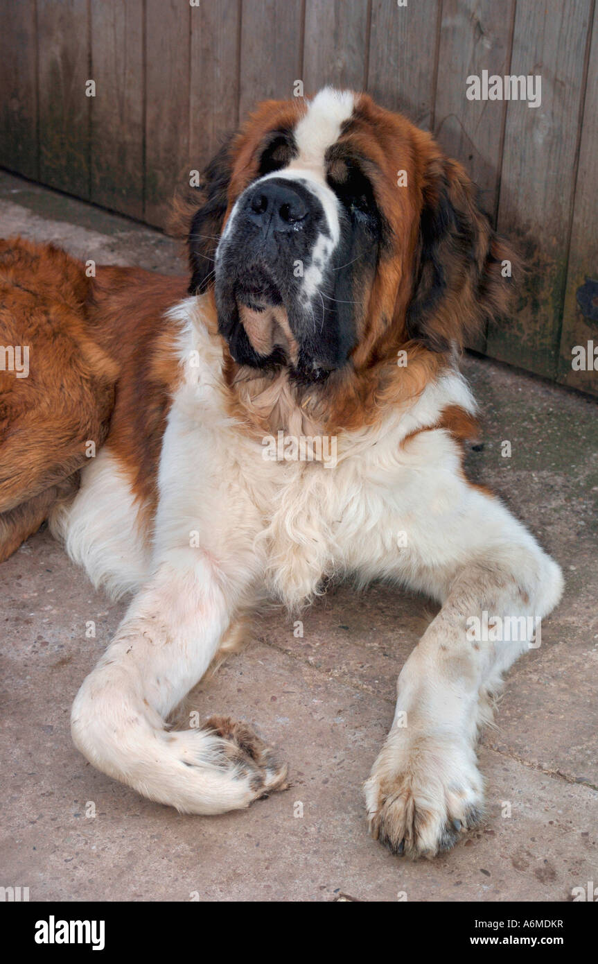 St Bernard Dog Foto Stock