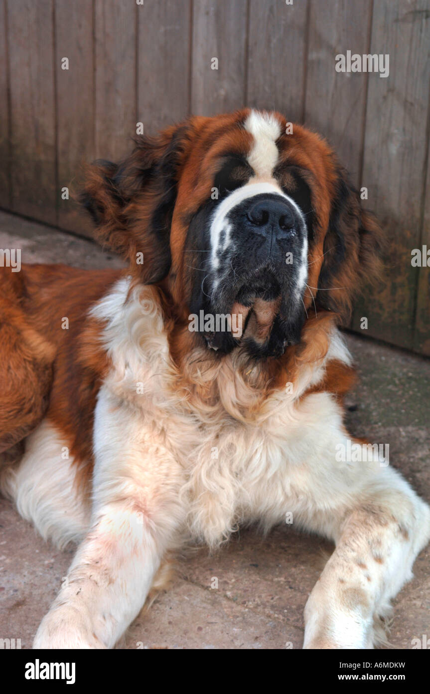 St Bernard Dog Foto Stock