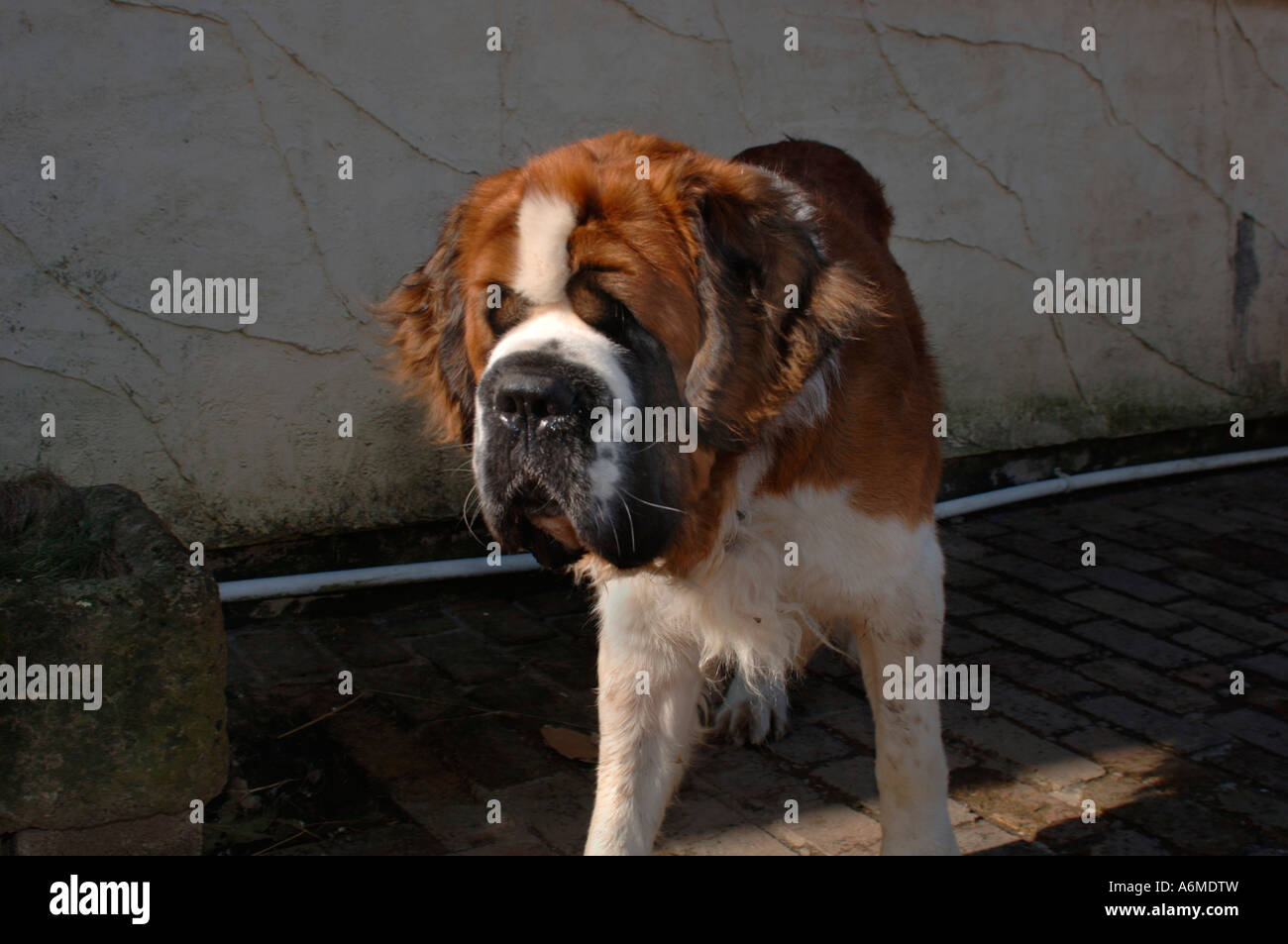 'St Bernard" cane Foto Stock