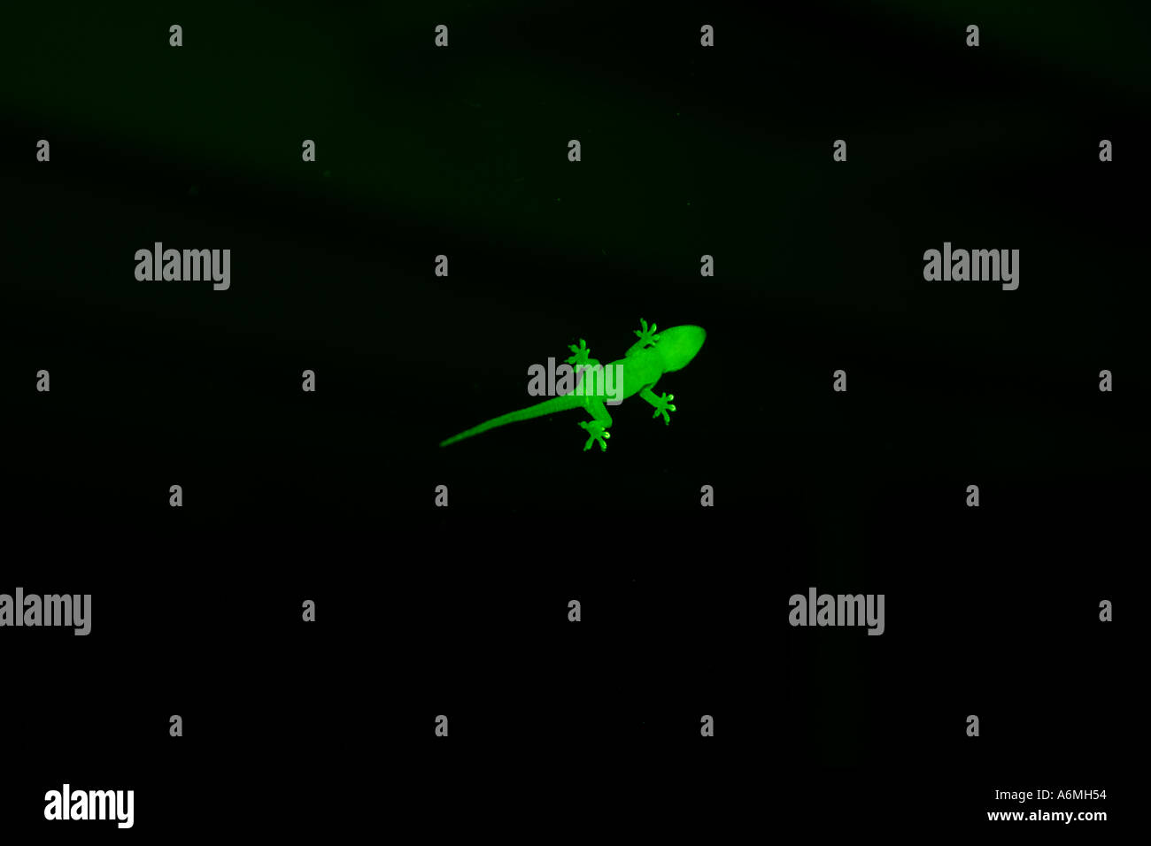 Un bambino GECKO SU UNO SCHERMO PORTA IN SUBURBIA BAPD1005 Foto Stock