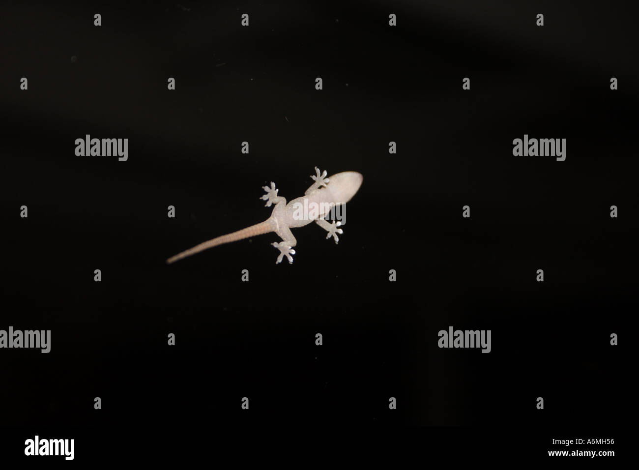 Un bambino GECKO SU UNO SCHERMO PORTA IN SUBURBIA BAPD1006 Foto Stock