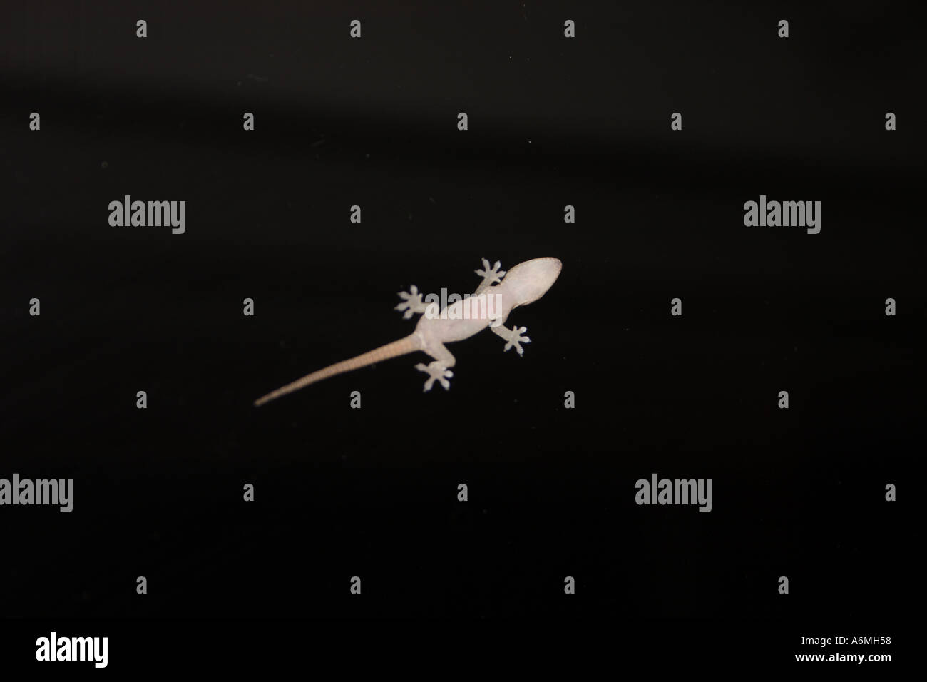Un bambino GECKO SU UNO SCHERMO PORTA IN SUBURBIA BAPD1007 Foto Stock