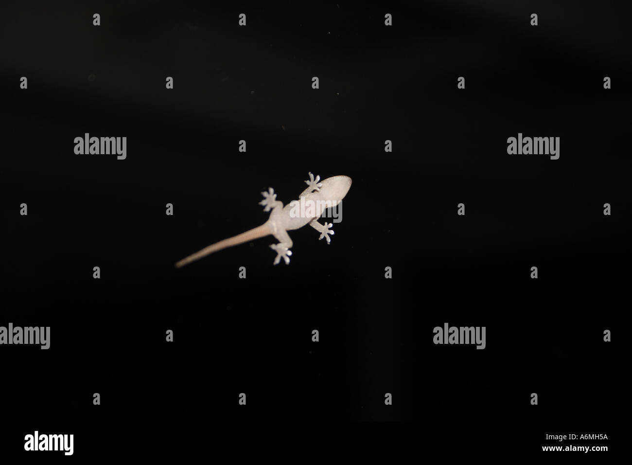 Un bambino GECKO SU UNO SCHERMO PORTA IN SUBURBIA BAPD1008 Foto Stock