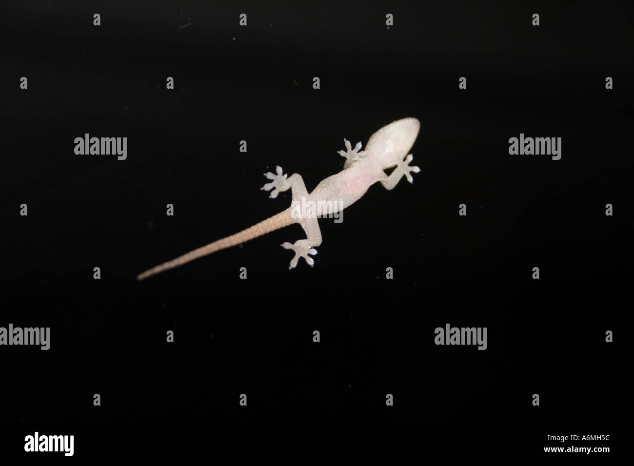 Un bambino GECKO SU UNO SCHERMO PORTA IN SUBURBIA BAPD1009 Foto Stock