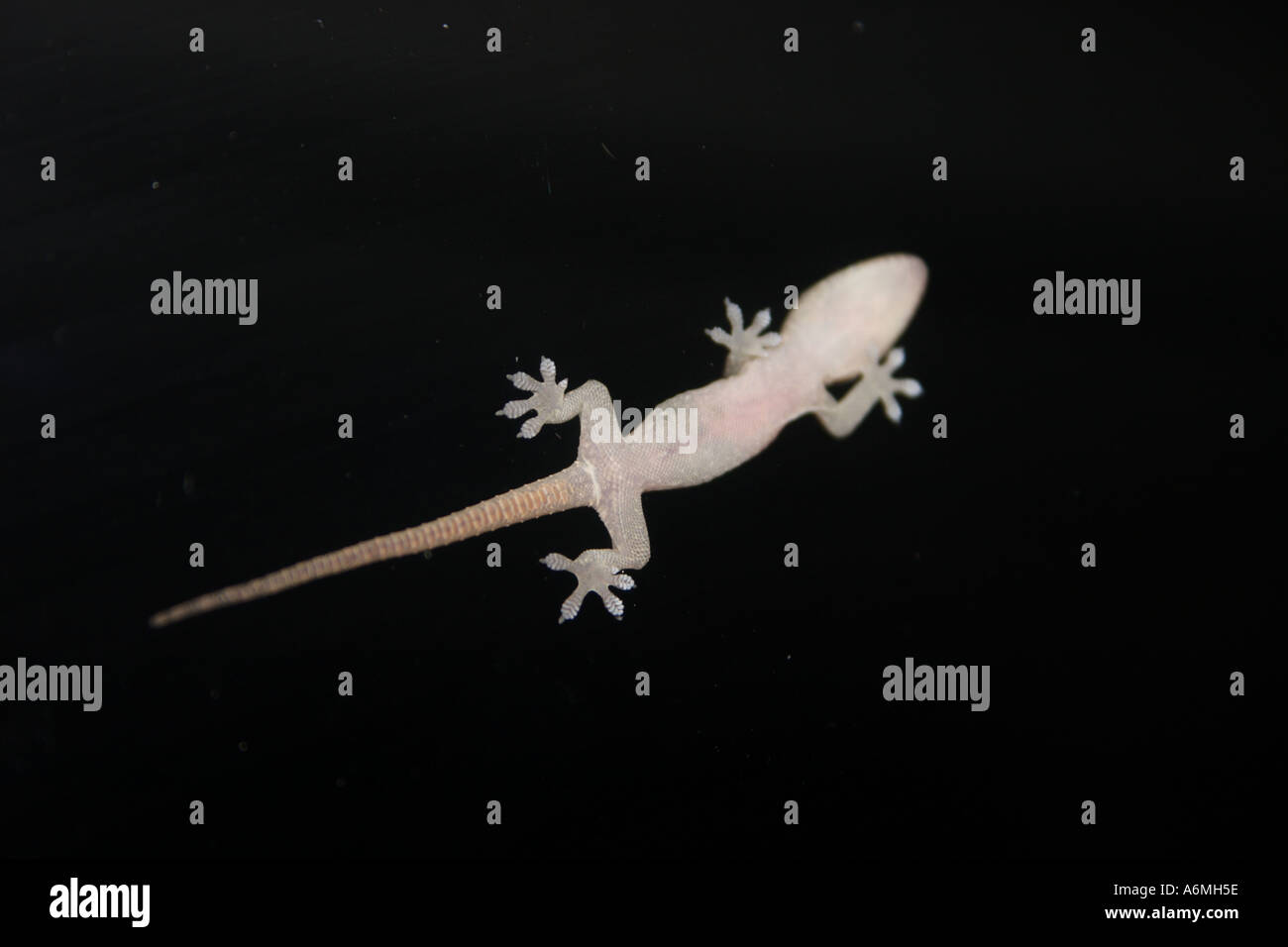 Un bambino GECKO SU UNO SCHERMO PORTA IN SUBURBIA BAPD1010 Foto Stock