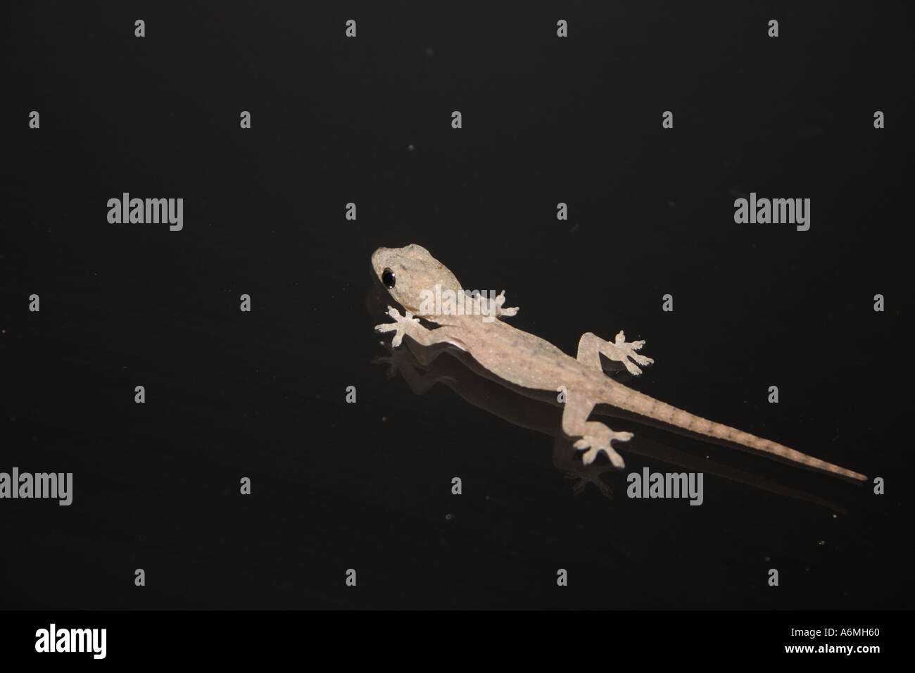 Un bambino GECKO SU UNO SCHERMO PORTA IN SUBURBIA BAPD1011 Foto Stock