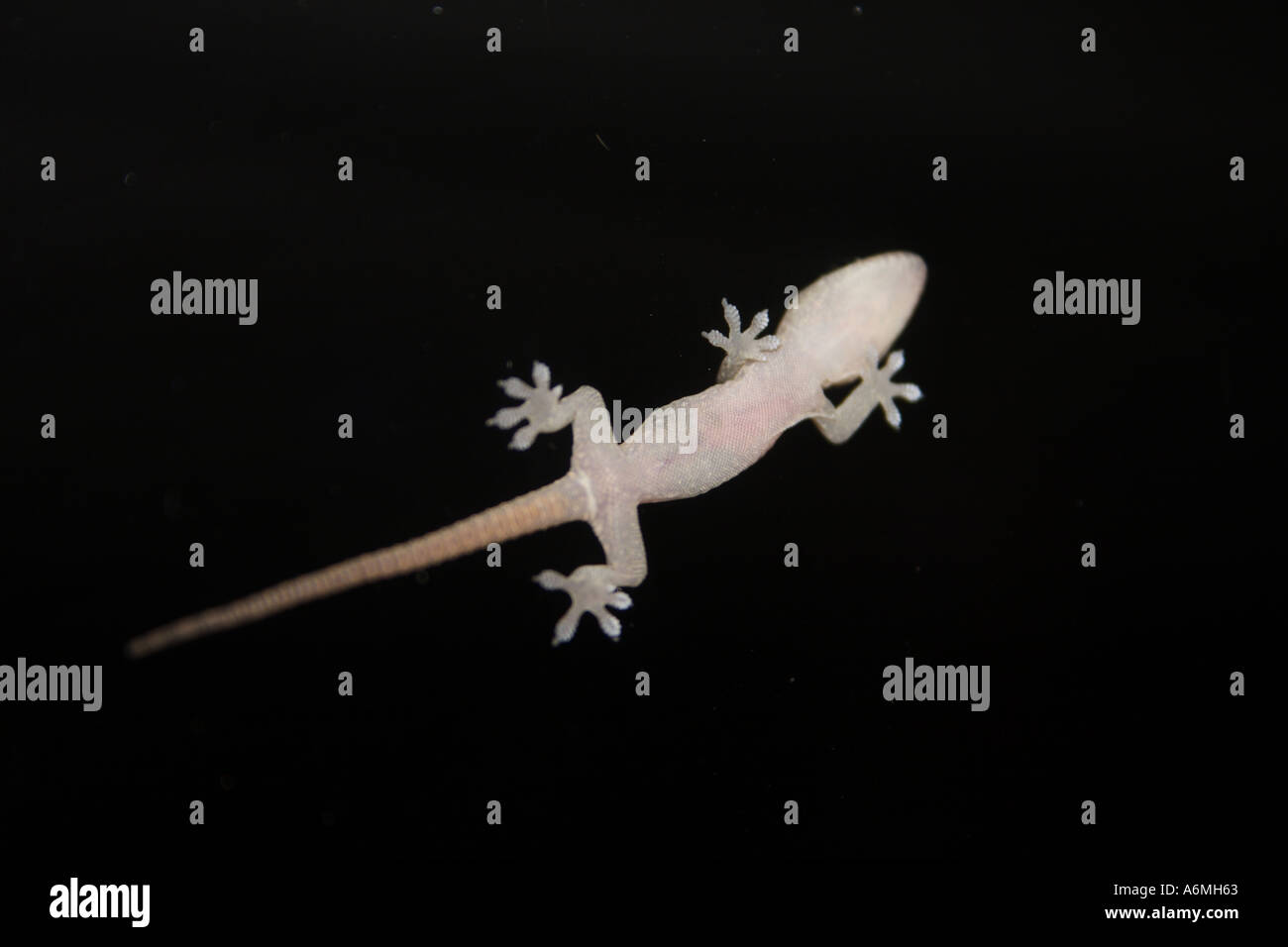 Un bambino GECKO SU UNO SCHERMO PORTA IN SUBURBIA BAPD1012 Foto Stock