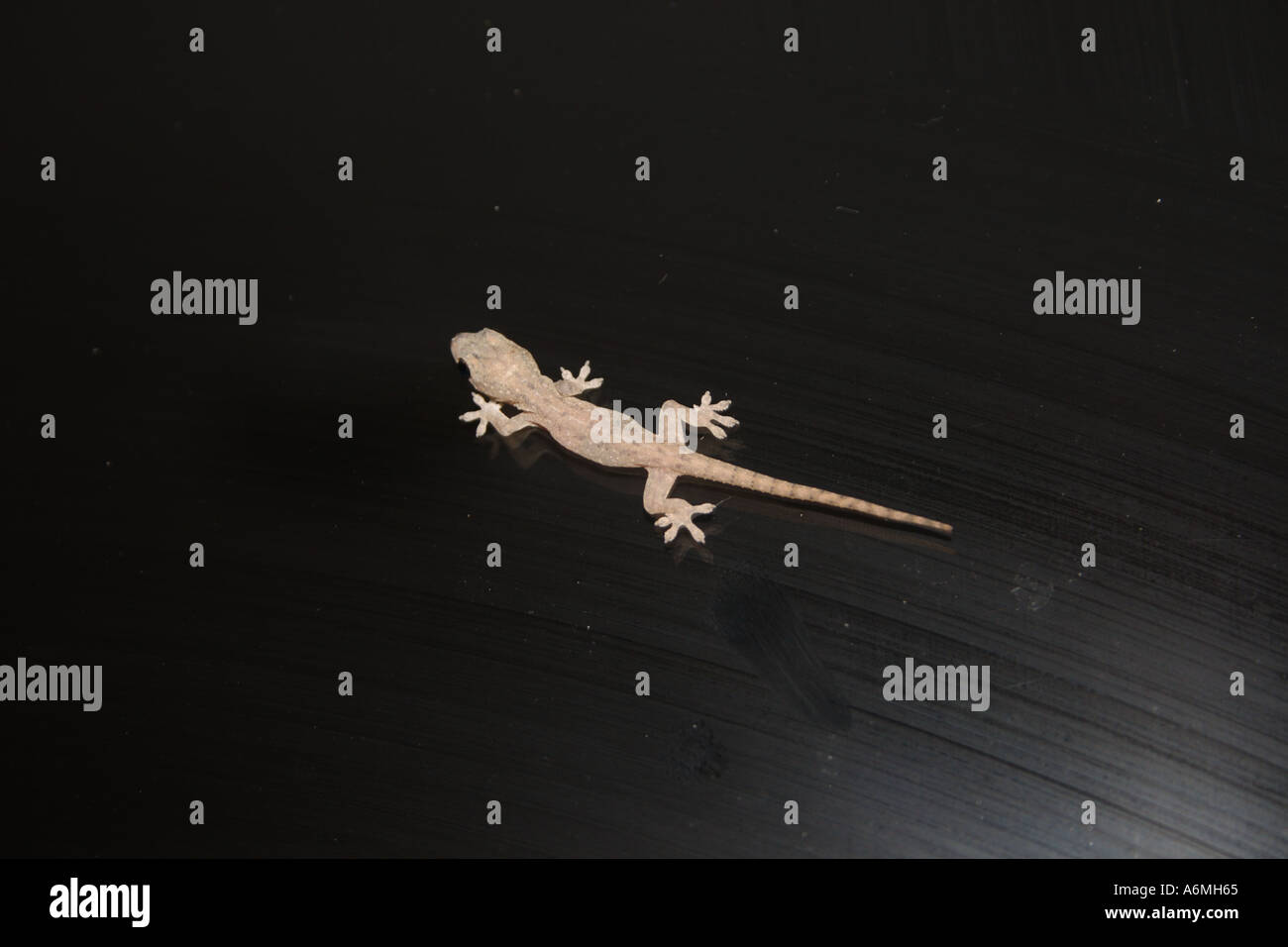 Un bambino GECKO SU UNO SCHERMO PORTA IN SUBURBIA BAPD1013 Foto Stock