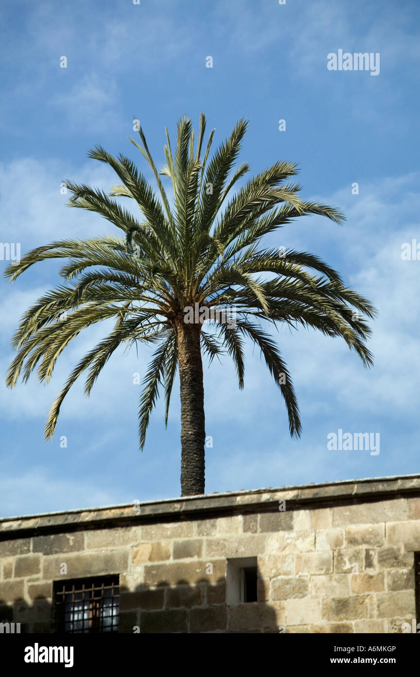 Solitario Palm tree sopra il tetto in posizione adiacente alla cattedrale di Barcellona El Barri Gotic Barrio Gotico Barcellona Catalonia Spagna Foto Stock