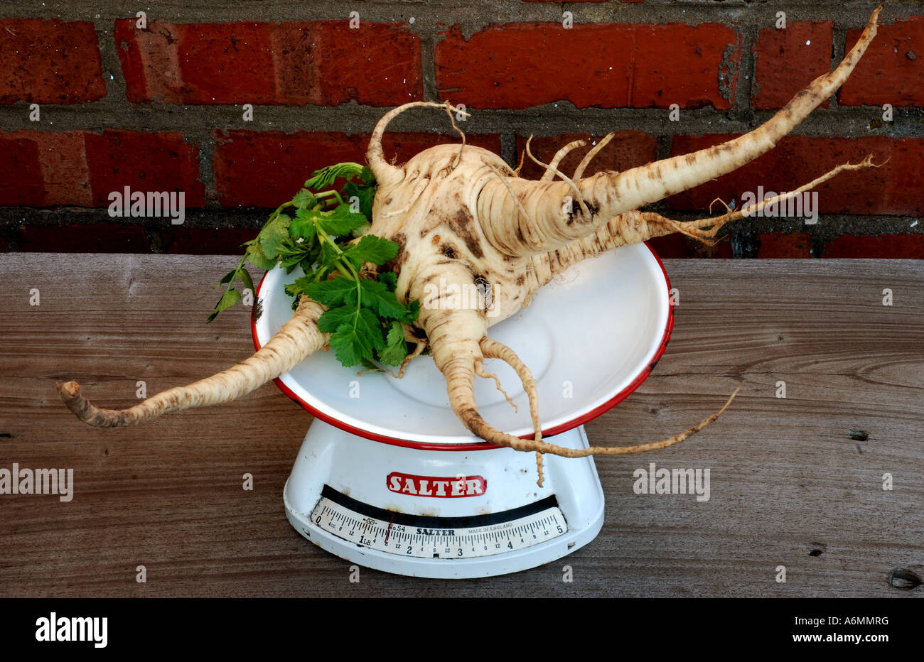 Di forma insolita pastinaca sulla bilancia da cucina Foto Stock
