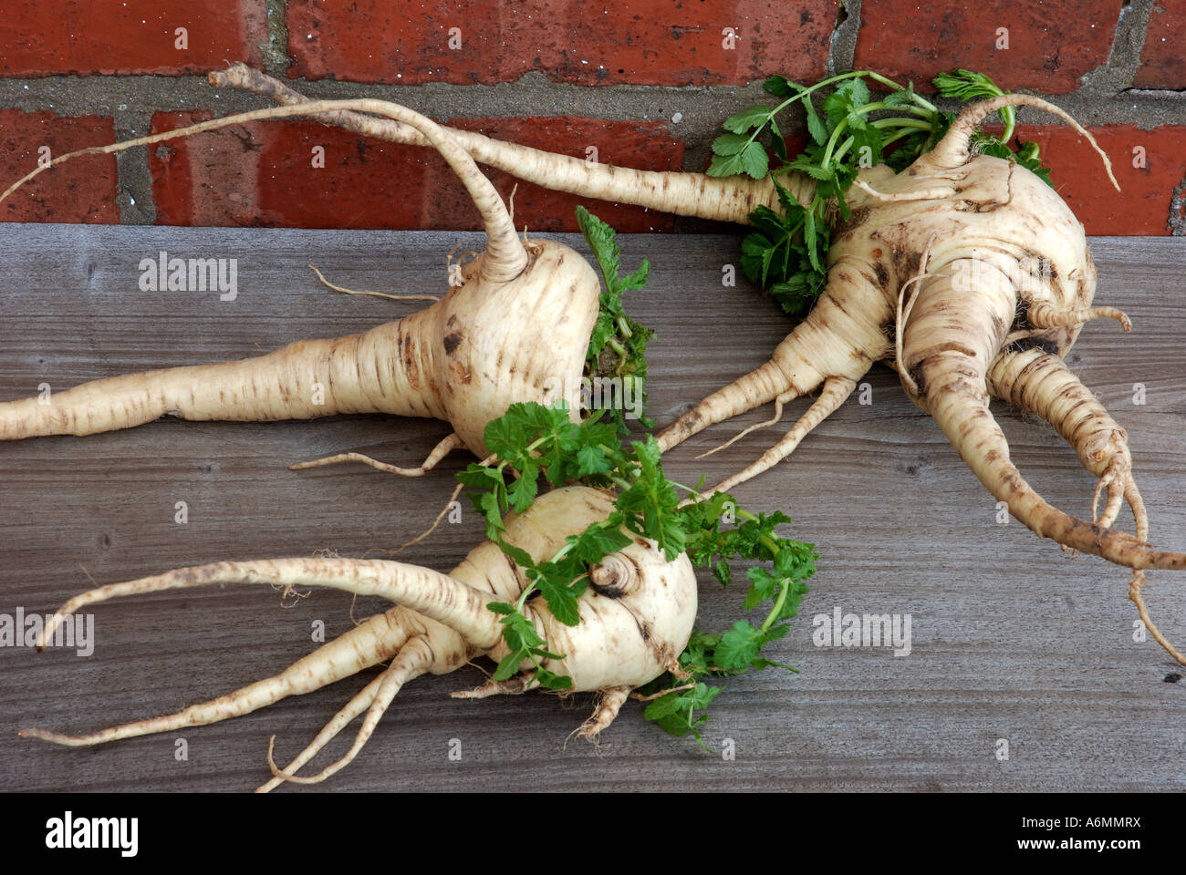 Di forma insolita pastinaca Foto Stock