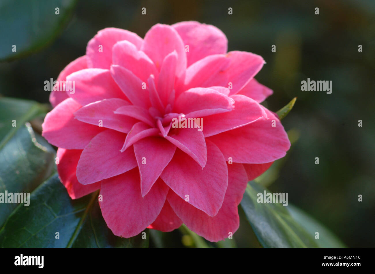 Peonia ranunculaceous paeonia Foto Stock
