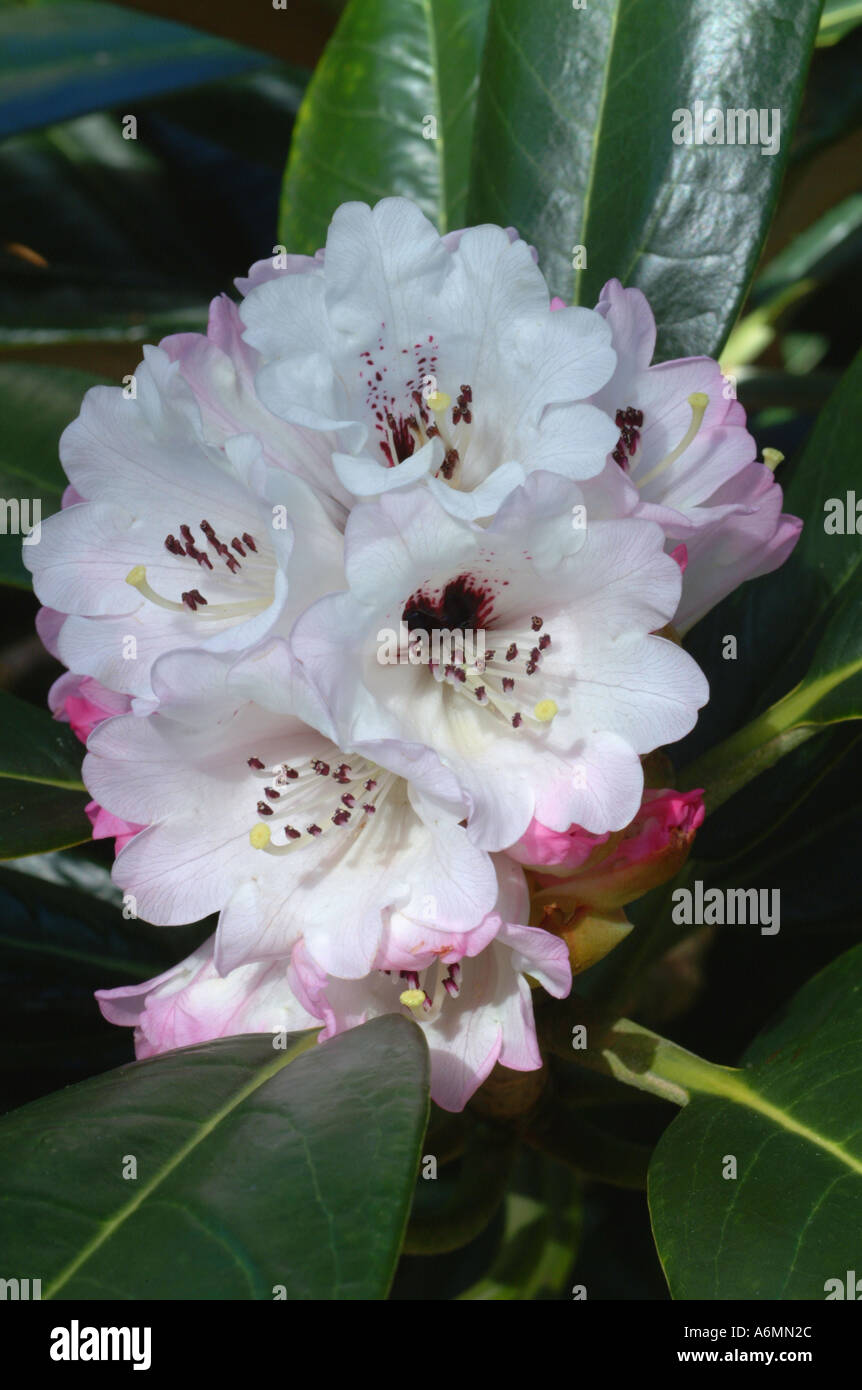 Rhododendron ericaceous Foto Stock