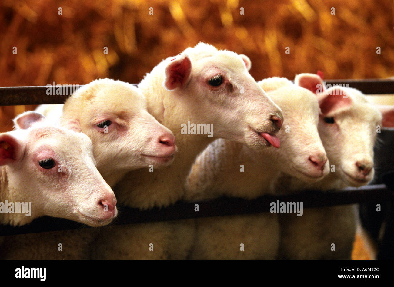 Gli agnelli in attesa del loro prossimo pasto nel Devon Regno Unito Foto Stock