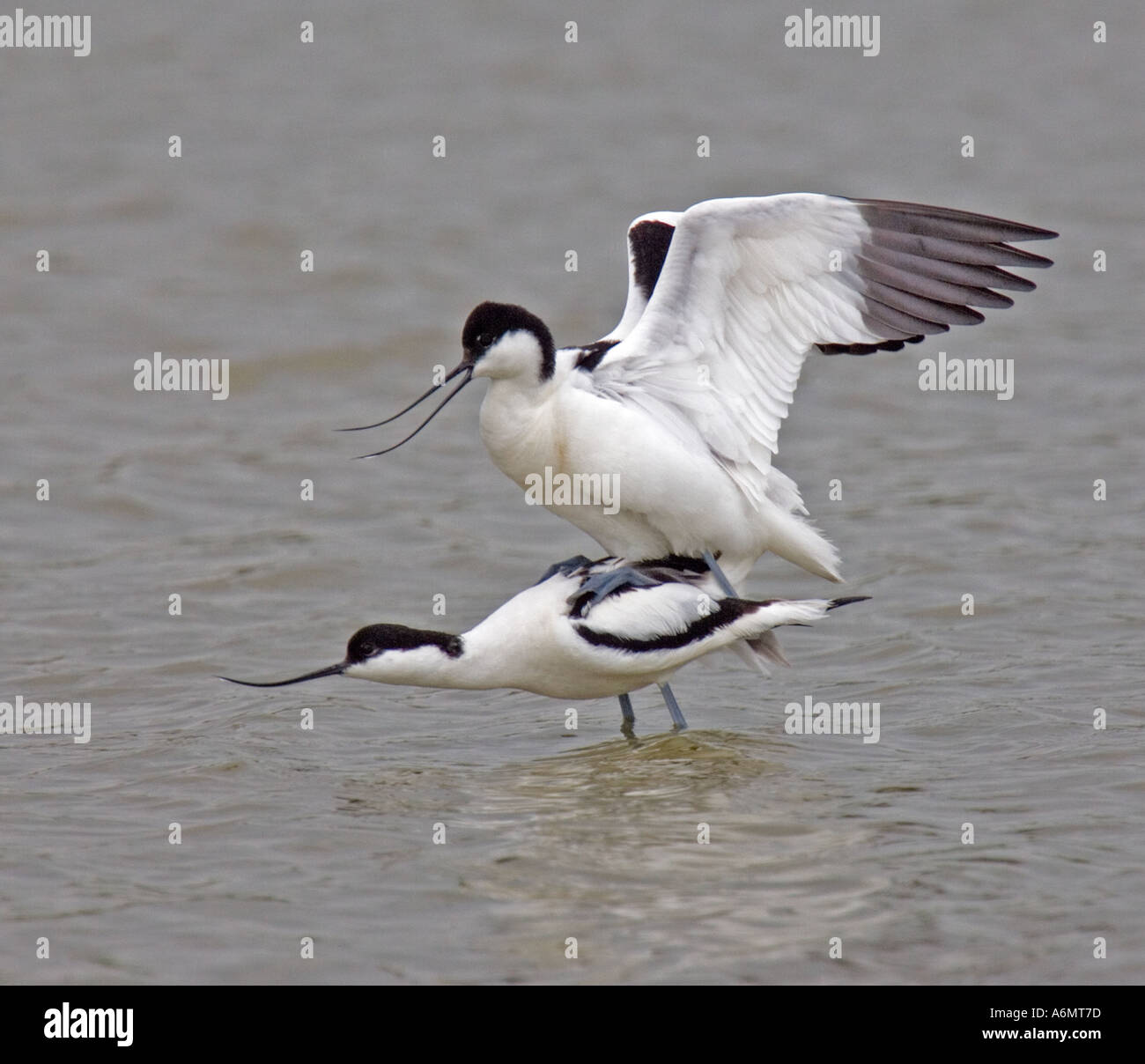 Avocette 5 di accoppiamento Foto Stock