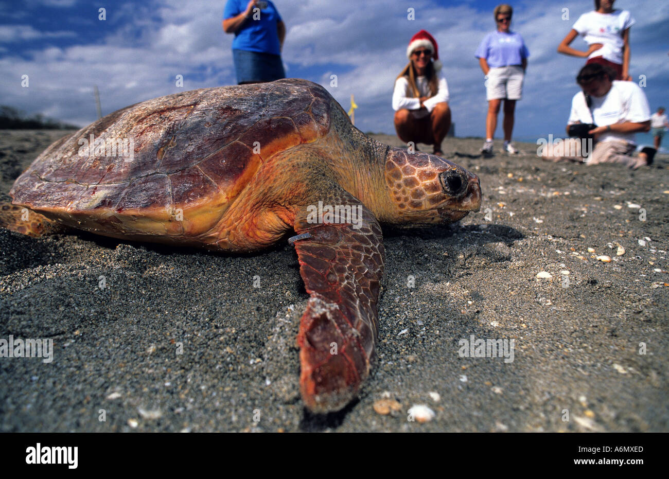 Tartaruga Caretta Caretta caretta che viene rilasciato dal Centro Marinelife volontari Foto Stock