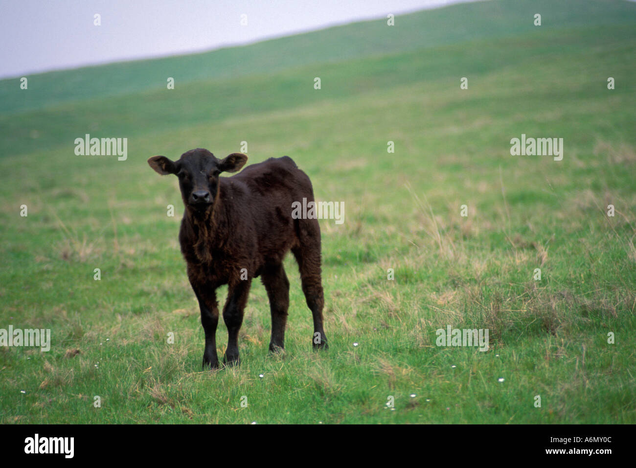 Giovane vitello nero permanente di mucca su erba verde collina di campo hillside pascolo in primavera Sierra Foothills California Foto Stock