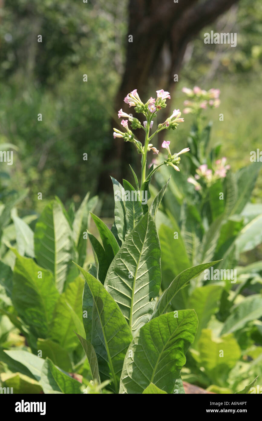 Pianta di tabacco Pokutenna Sri Lanka Foto Stock