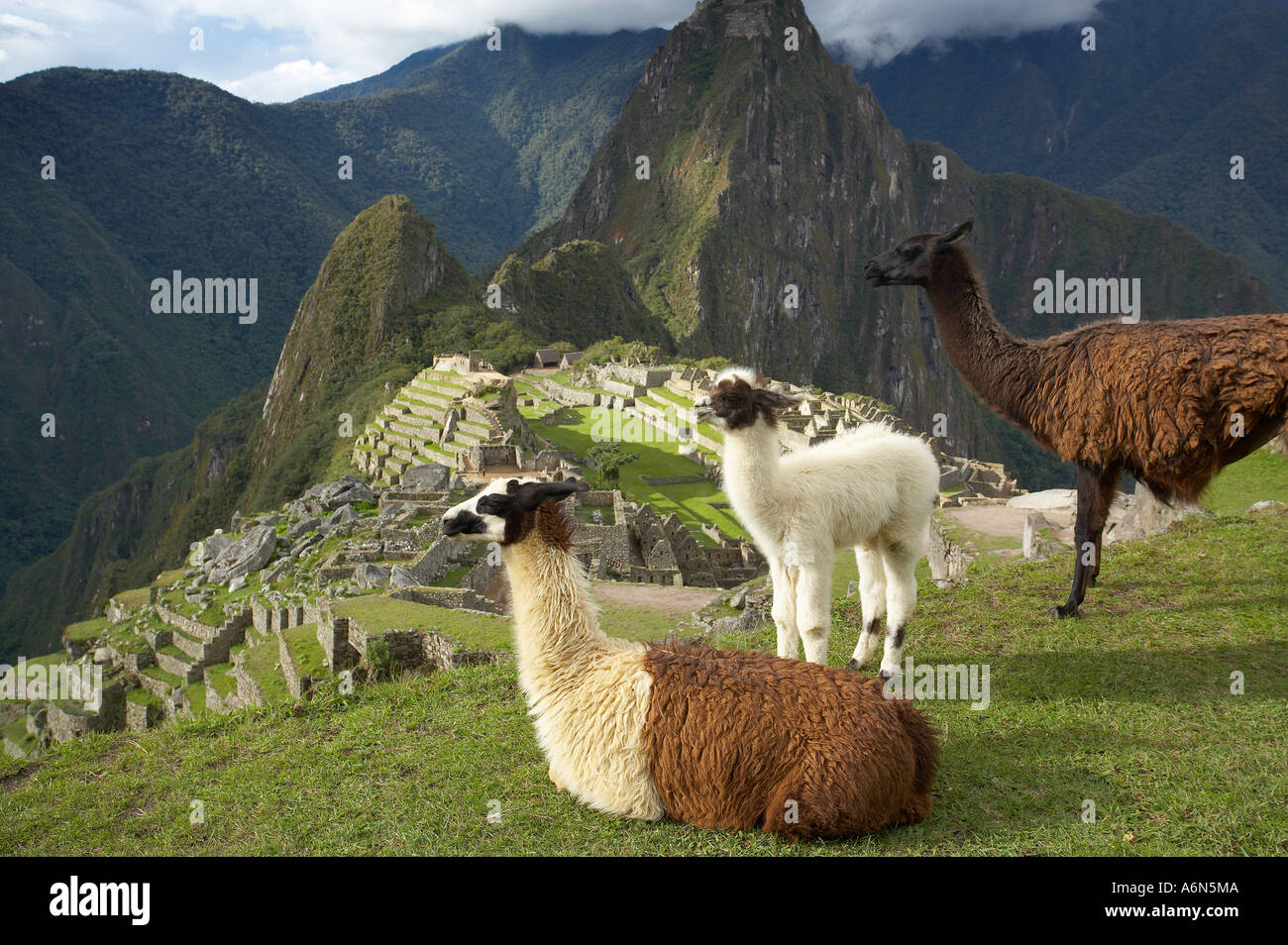 Llamas Machu Picchu Perù Sud America Foto Stock