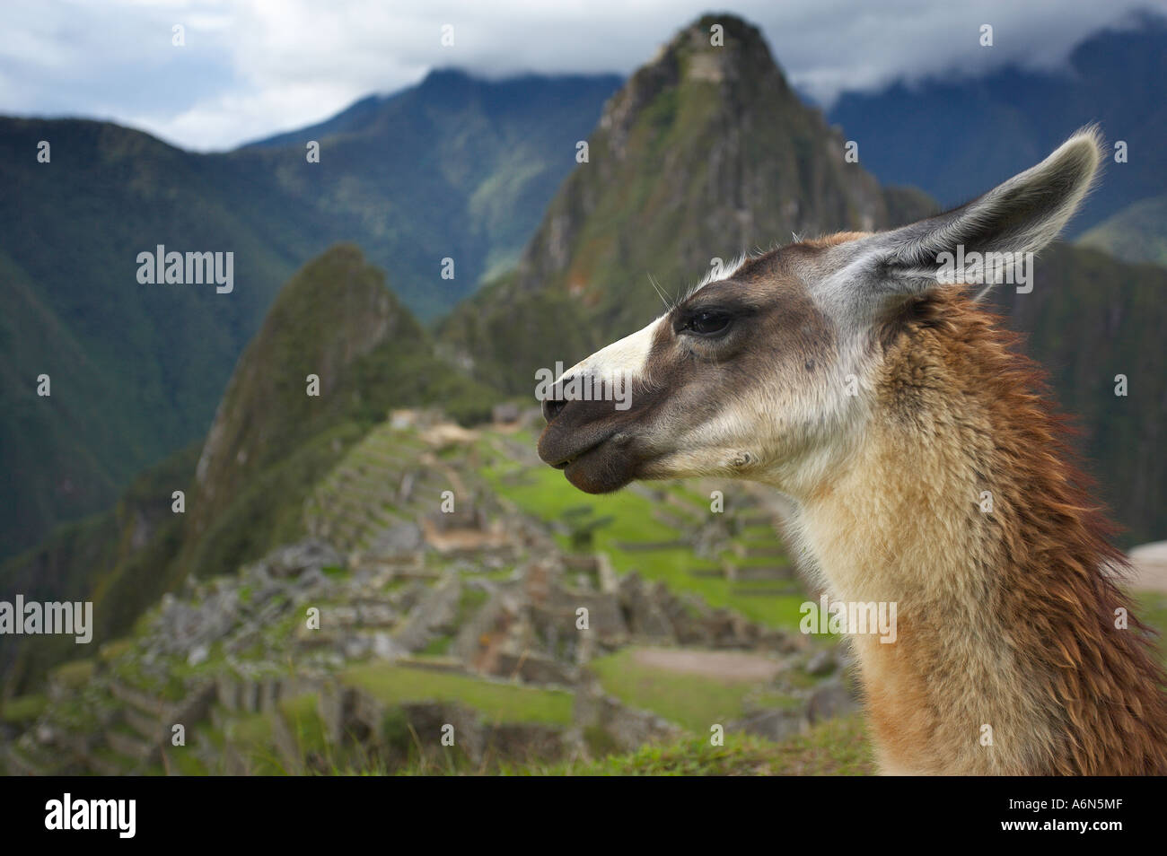 Llama Machu Picchu Perù Sud America Foto Stock