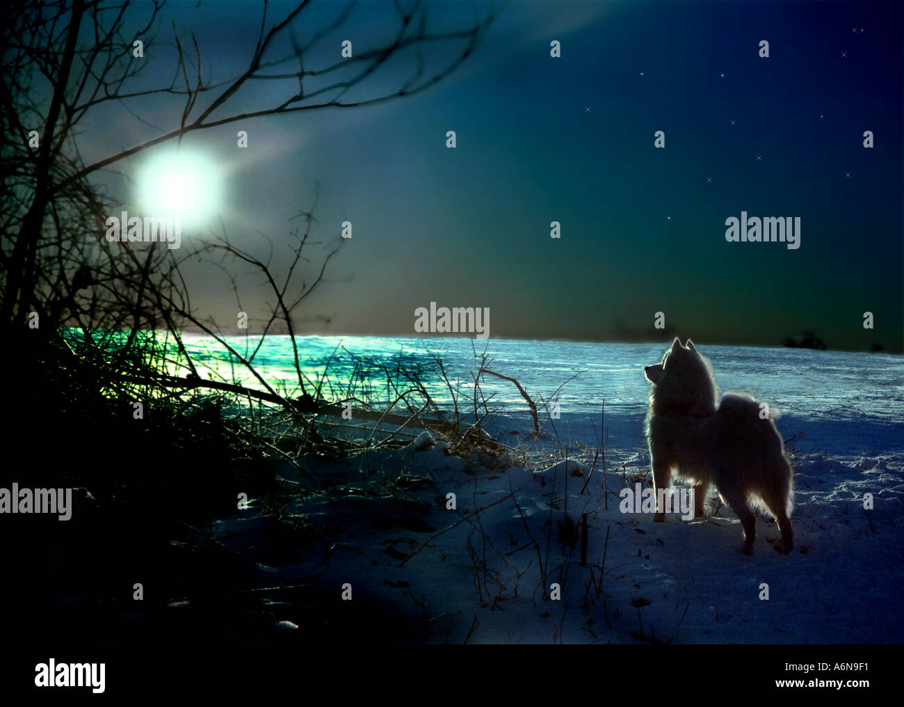 Samoiedo cane fissando la luna Foto Stock