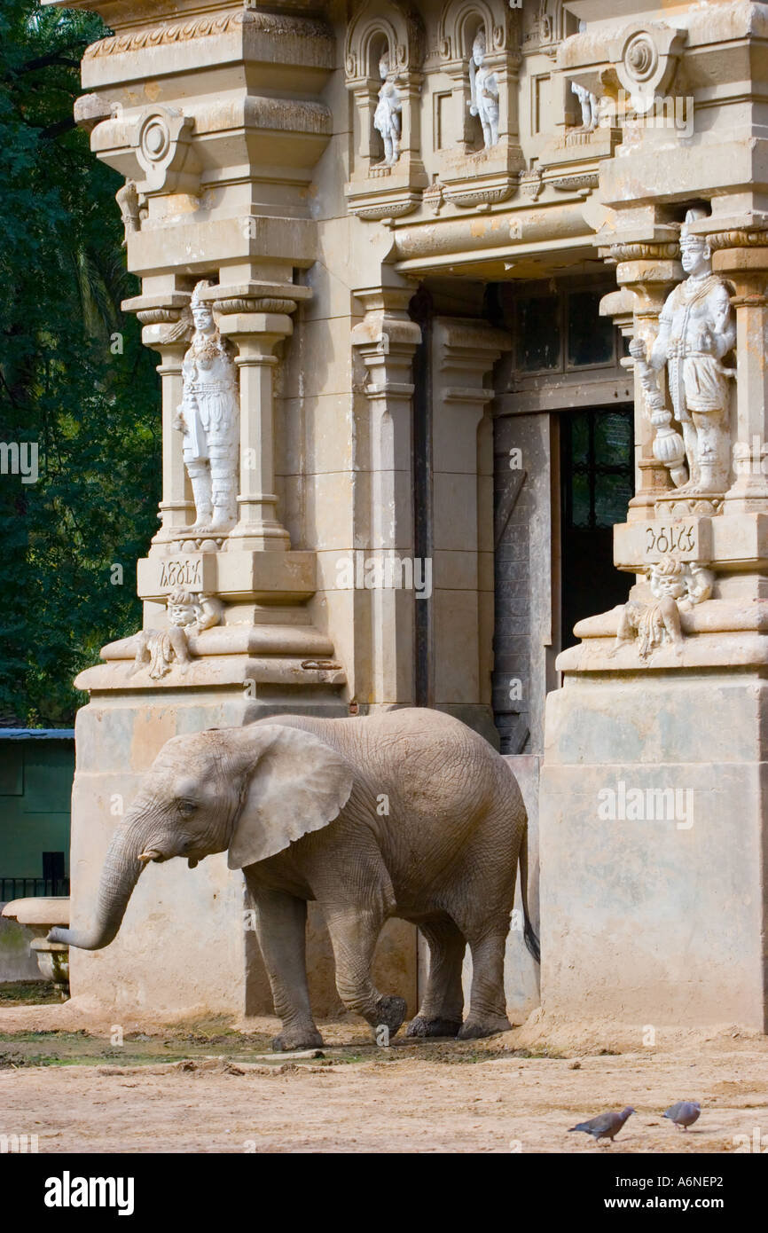 L'Elefante ed il suo alloggiamento in Zoo di Buenos Aires B Foto Stock