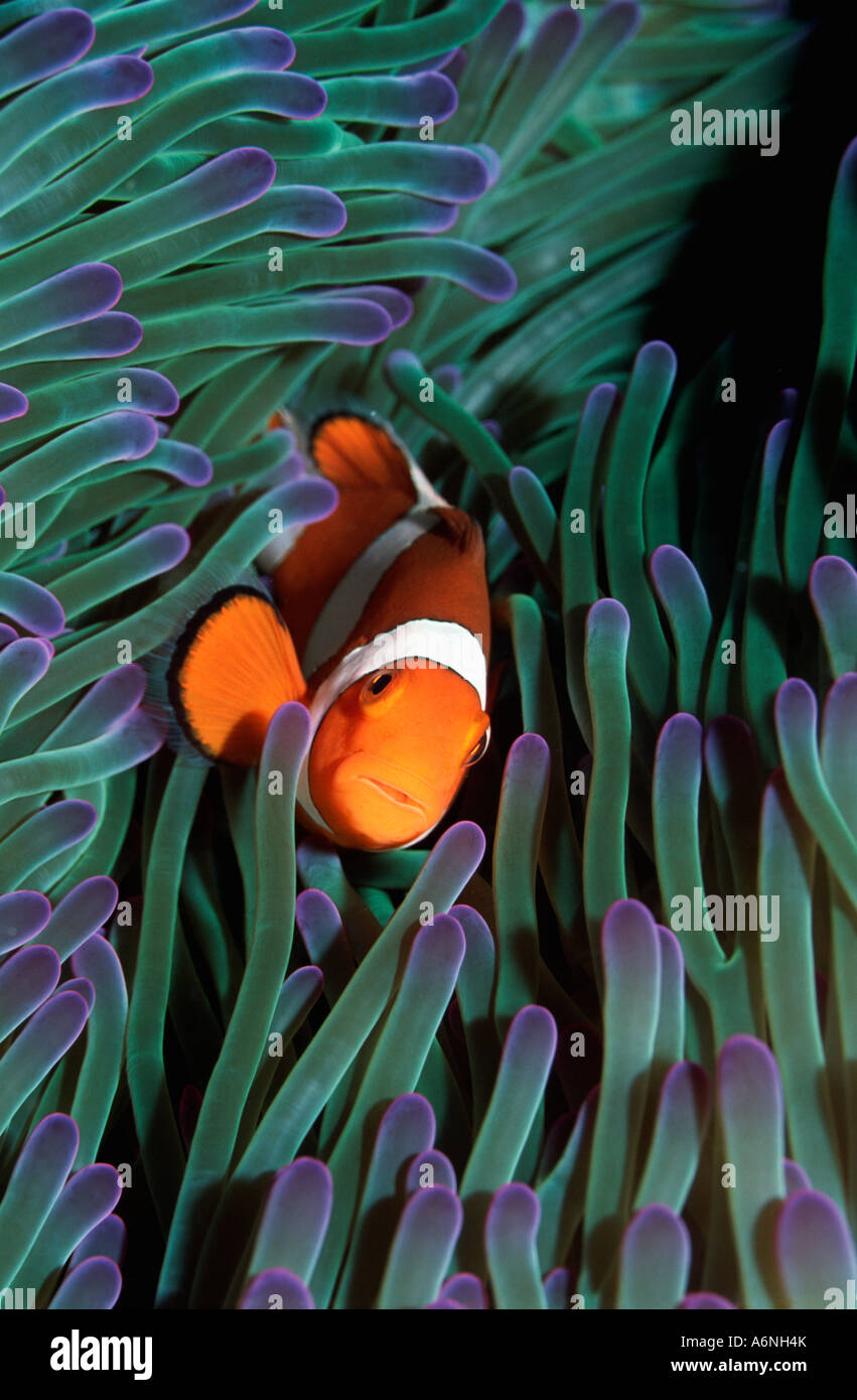 False clown anemonefish Amphiprion ocellarus in anemone Sipadan in Malesia Foto Stock