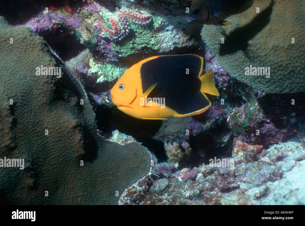 Rock bellezza tricolore Holacanthus Bonaire Antille Olandesi isole Windward Caraibi Oceano Atlantico Foto Stock