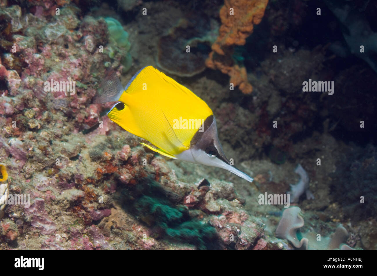 Becchi lunghi butterflyfish Foto Stock