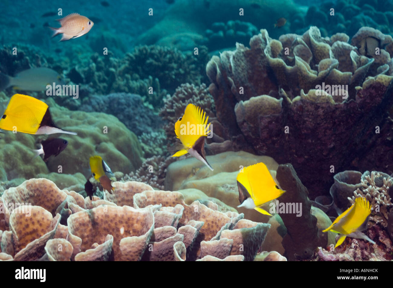 Becchi lunghi butterflyfish Forcipiger flavissimus Bunaken NP Nord Sulawesi Indonesia Foto Stock