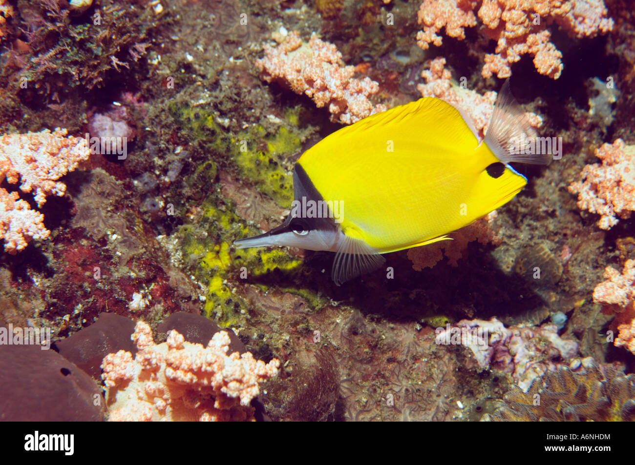 Becchi lunghi butterflyfish Forcipiger flavissimus Foto Stock