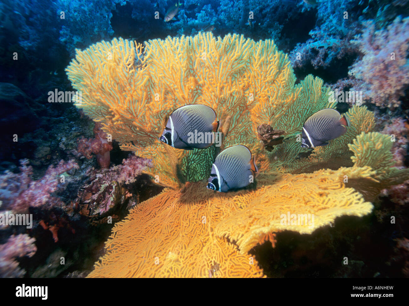 Redtail o butterflyfish a collare Chaetodon collare con gorgonie Foto Stock