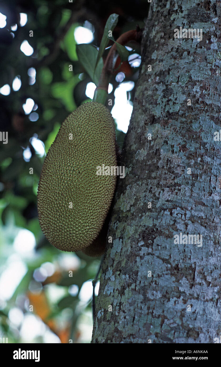 Jackfruit talvolta chiamato l'albero del pane che cresce su un albero Bali Indonesia Artocarpus heterophyllus usato in cucina indonesiana Foto Stock