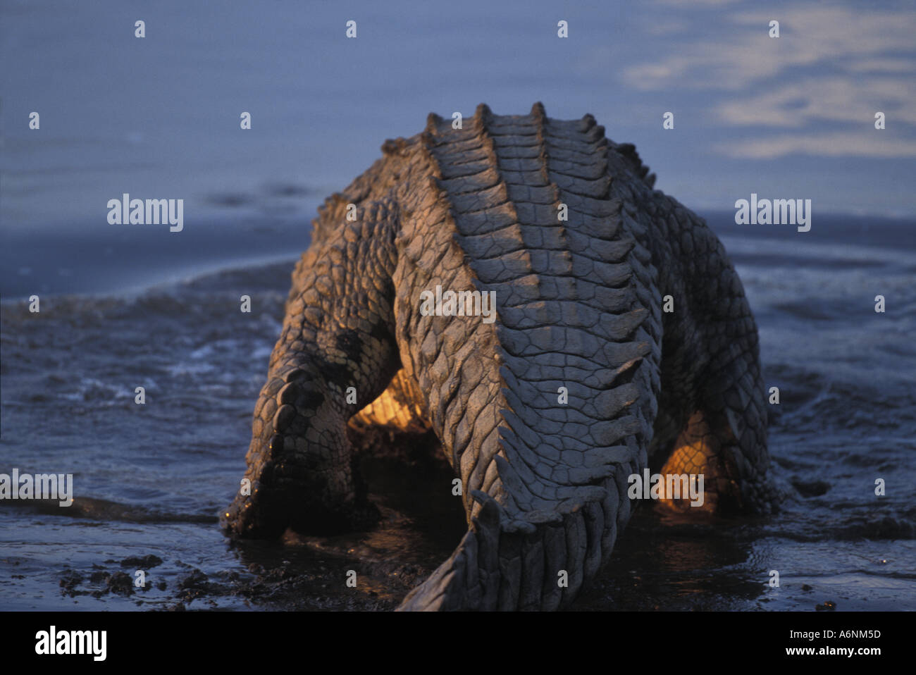 Africa Kenia Masai Mara Game Reserve coccodrillo del Nilo Crocodylus niloticus wades nel fiume di Mara Foto Stock