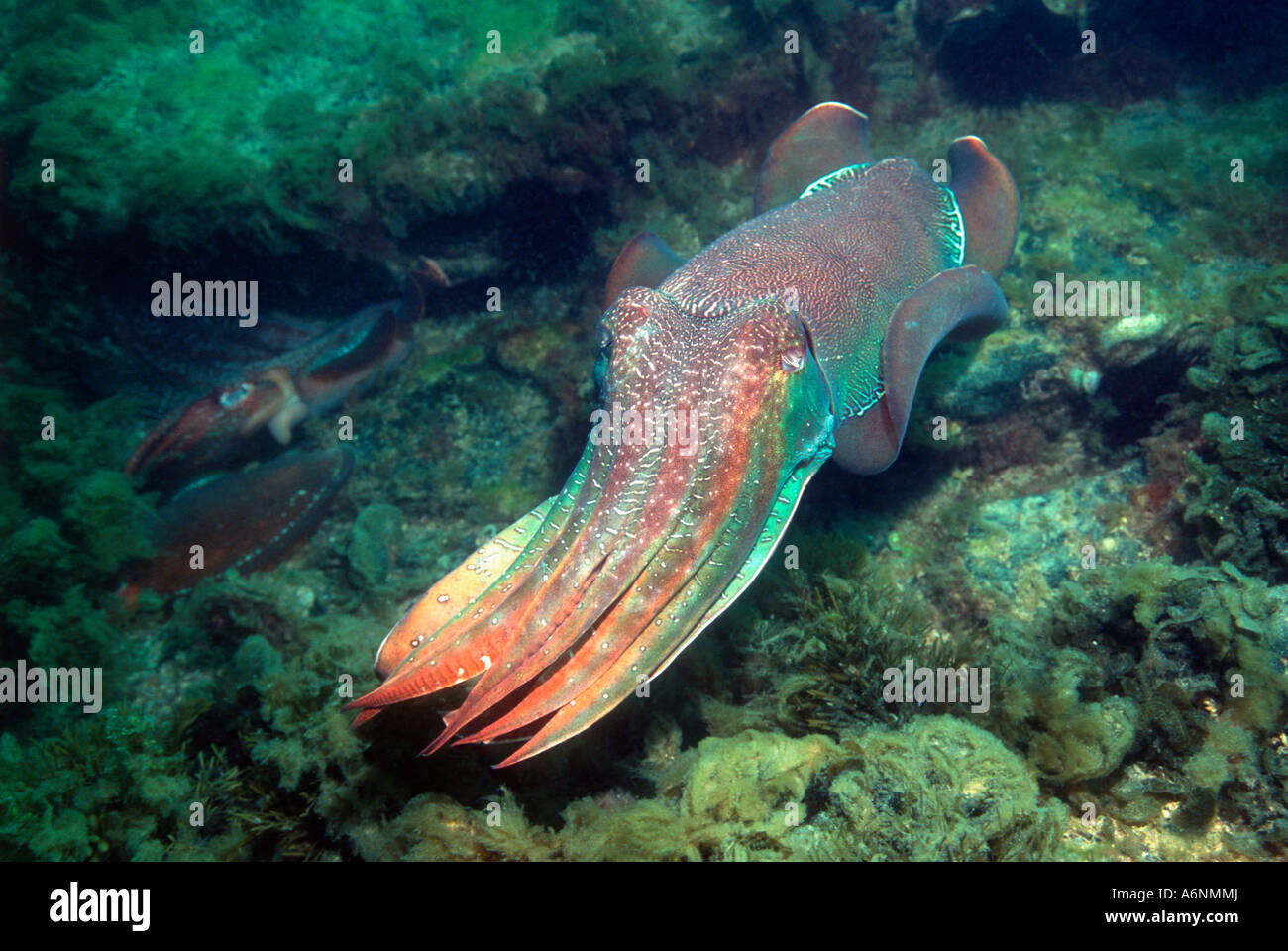 La seppia gigante Sepia apama maschio corteggiamento Foto Stock